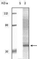 WB - Akt3 Antibody AO1061a
